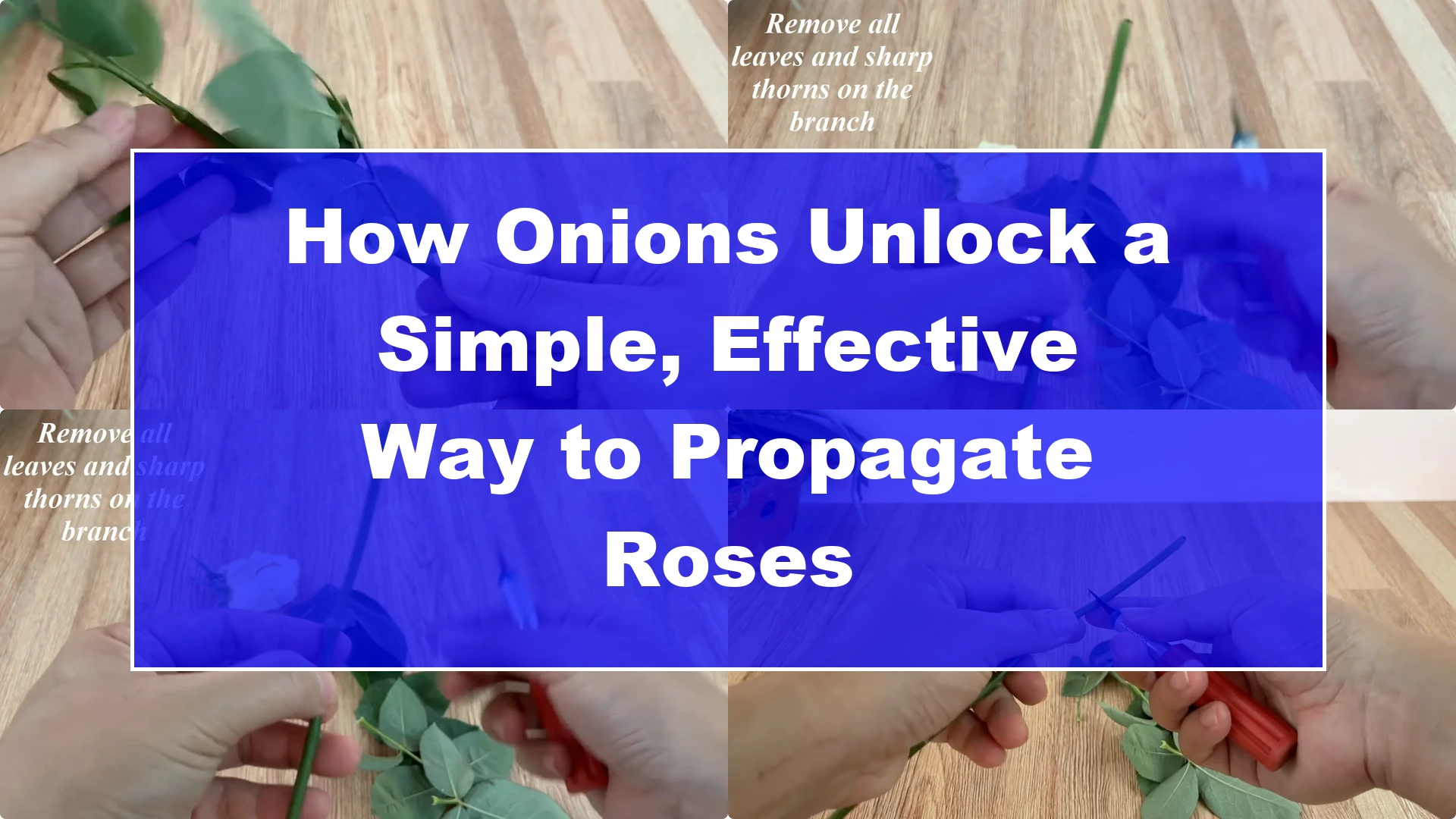 How Onions Unlock a Simple, Effective Way to Propagate Roses - Featured Image