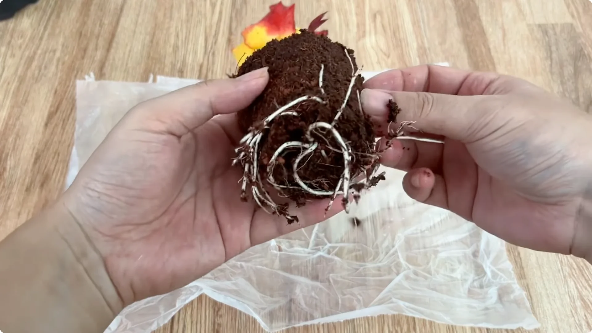 How Rose Branch Grows 999% More Roots Overnight with Just Rice screenshot 10