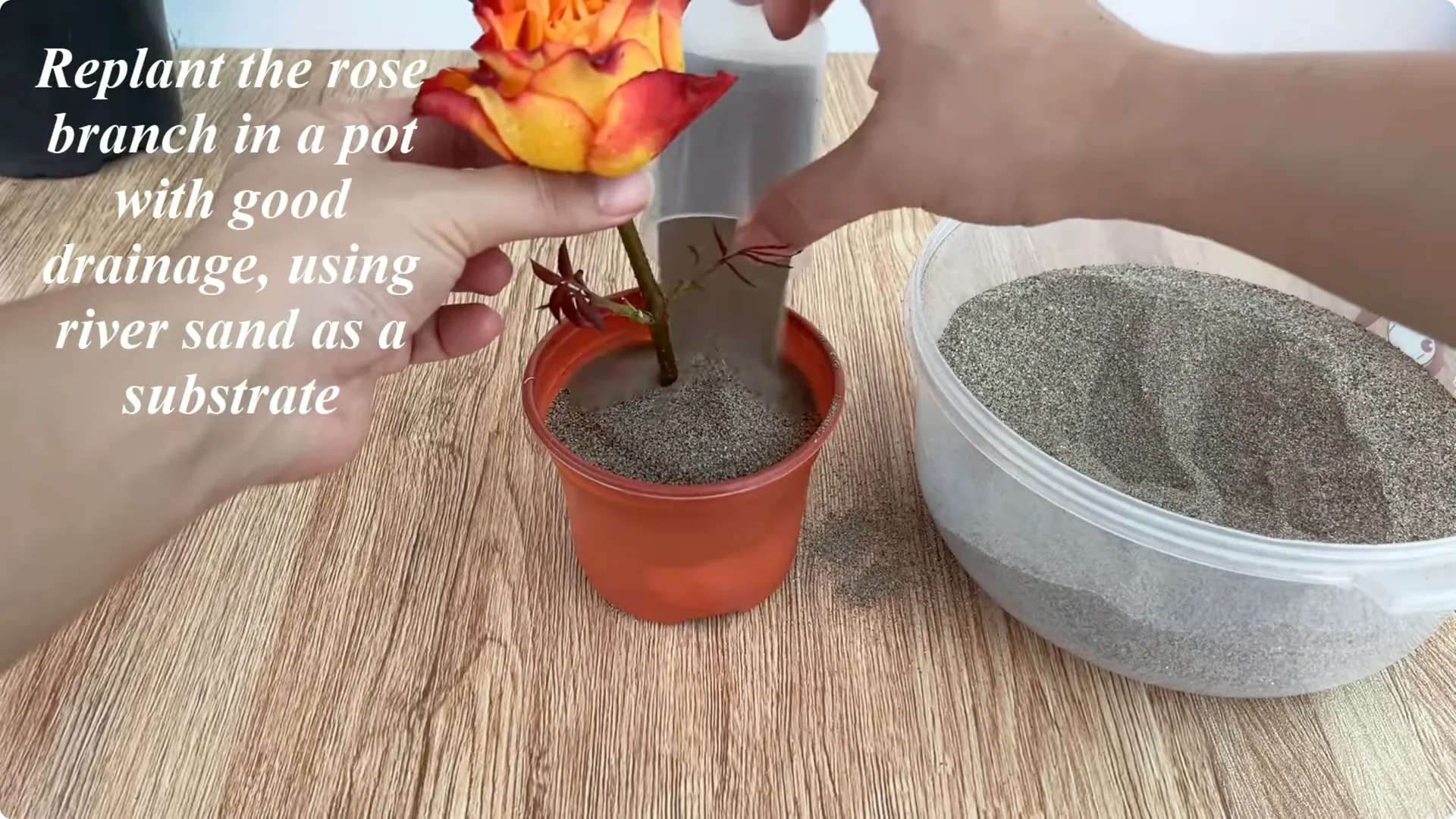 How Rose Branch Grows 999% More Roots Overnight with Just Rice screenshot 11