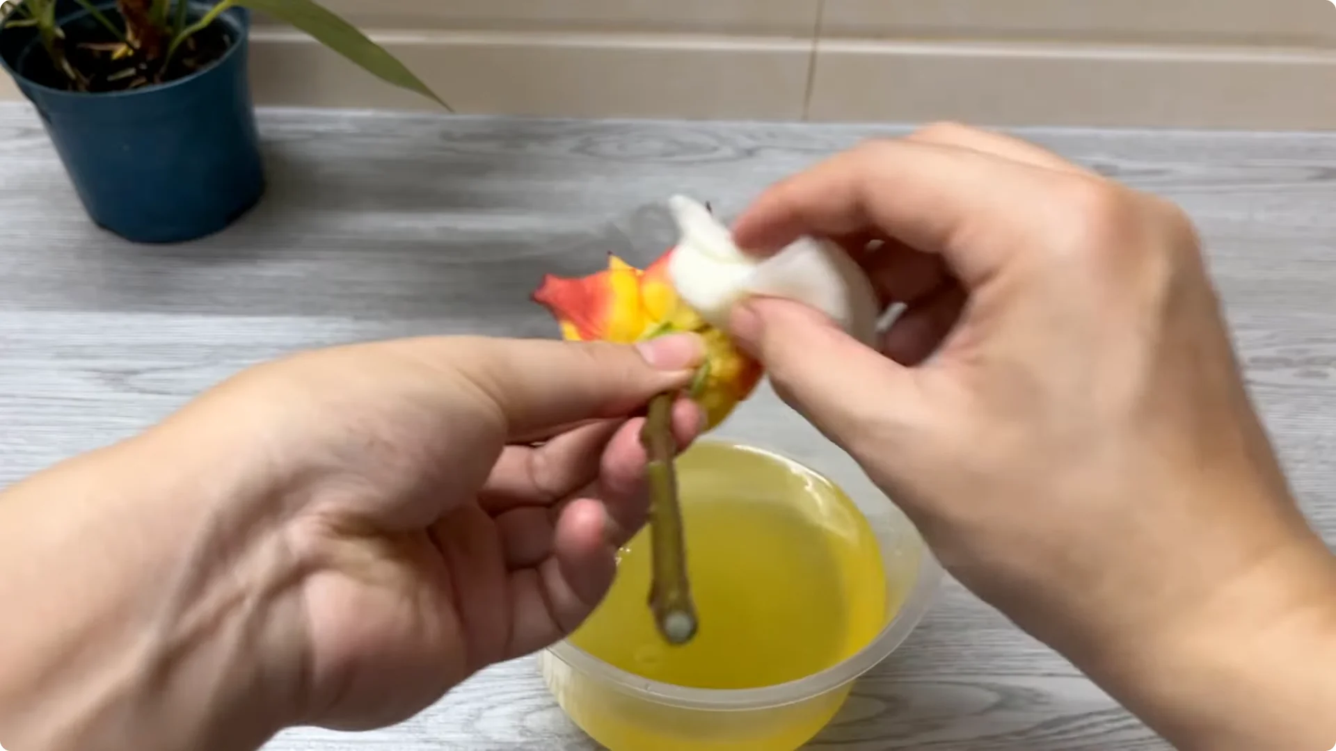 How Rose Branch Grows 999% More Roots Overnight with Just Rice screenshot 4