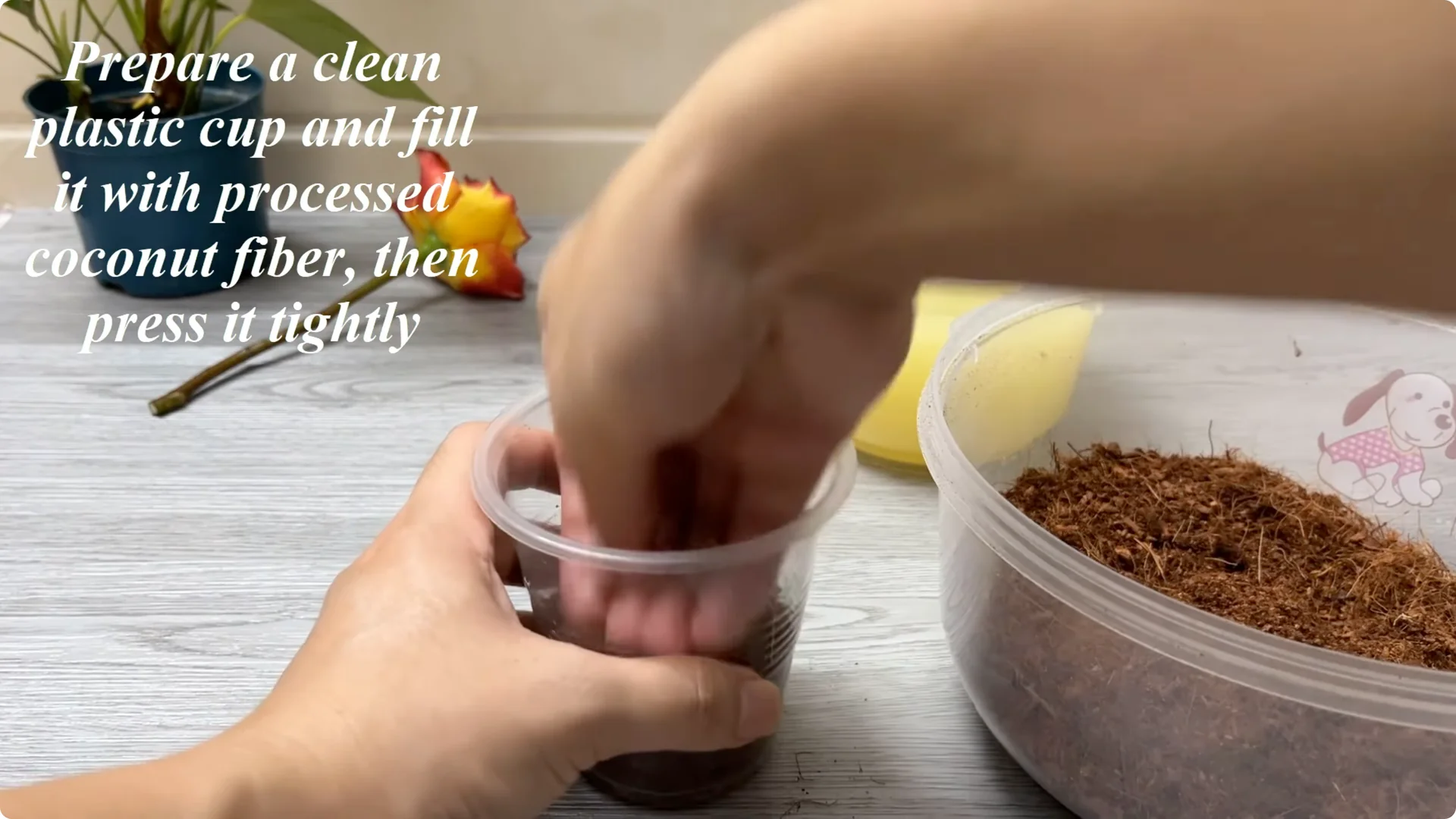 How Rose Branch Grows 999% More Roots Overnight with Just Rice screenshot 7