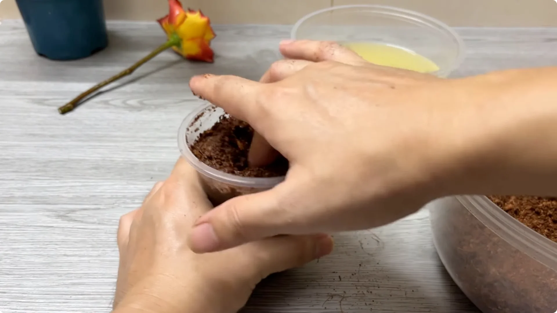 How Rose Branch Grows 999% More Roots Overnight with Just Rice screenshot 8