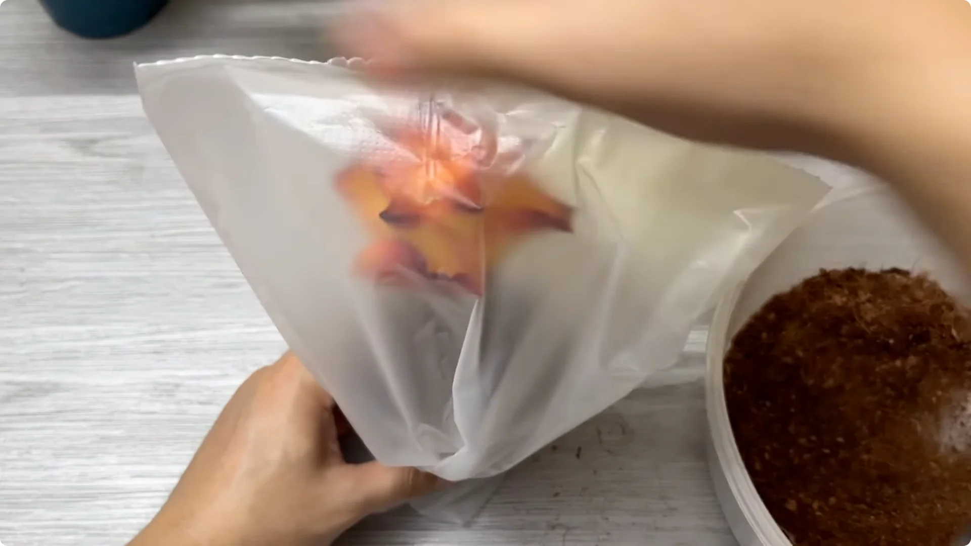 How Rose Branch Grows 999% More Roots Overnight with Just Rice screenshot 9