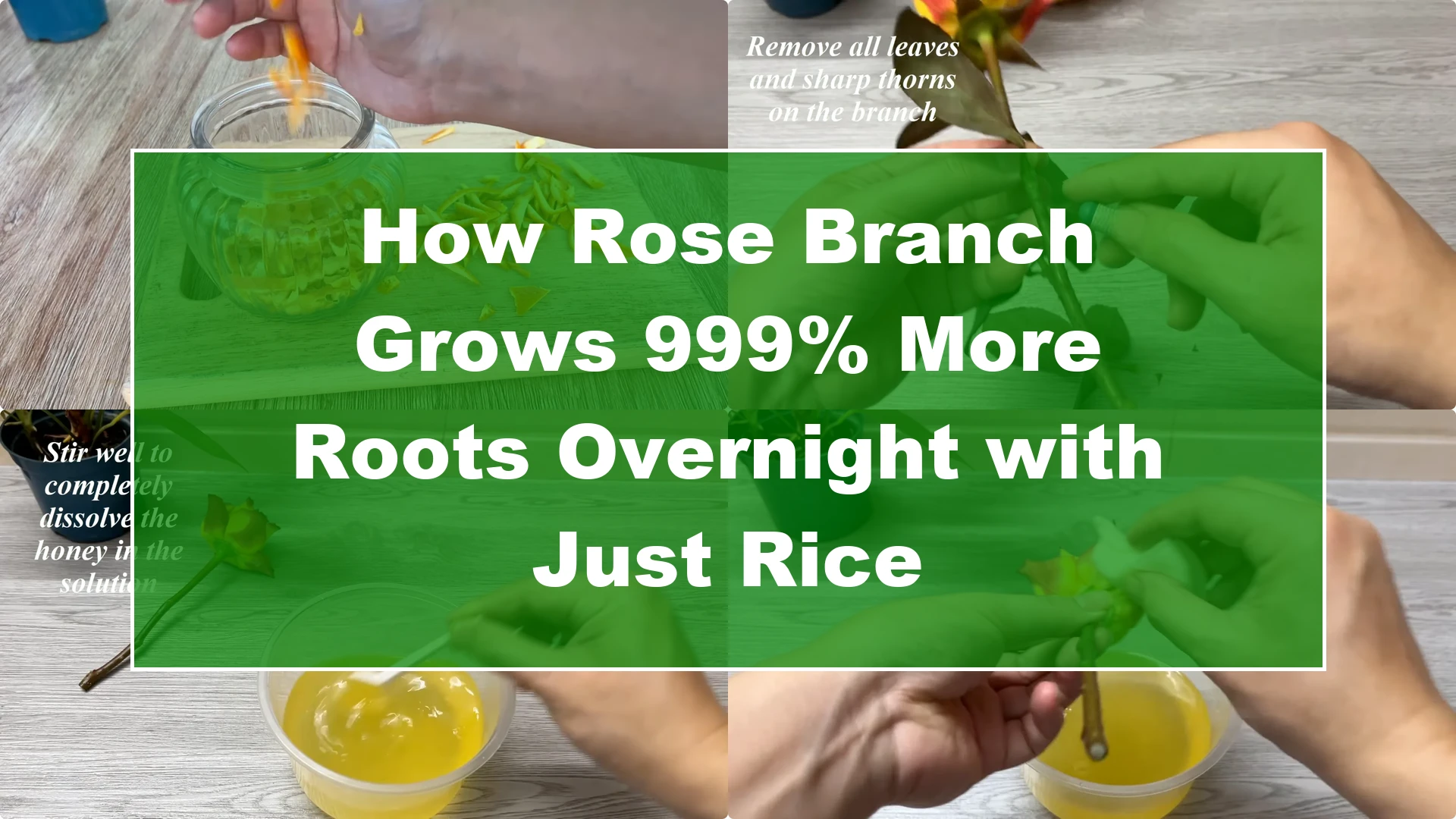 How Rose Branch Grows 999% More Roots Overnight with Just Rice - Featured Image