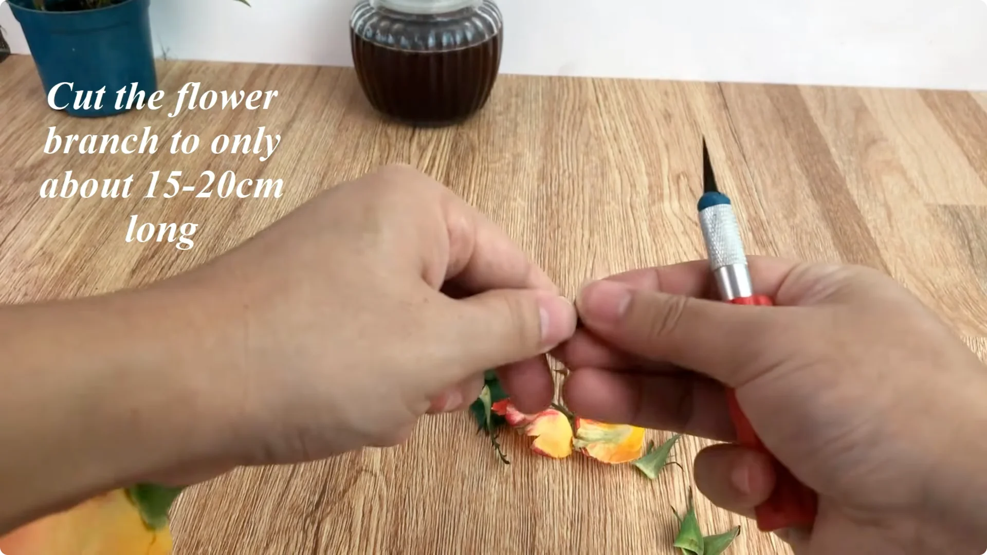 How This Coffee Mug Helps Roses Root 800x Faster screenshot 2