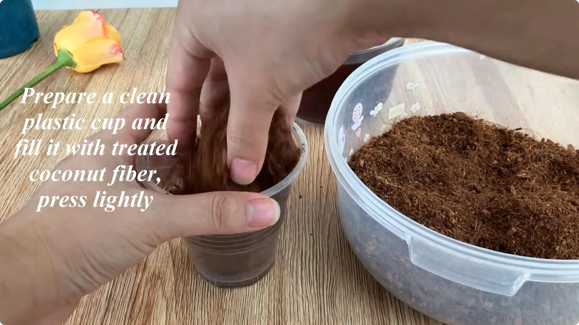 How This Coffee Mug Helps Roses Root 800x Faster screenshot 5