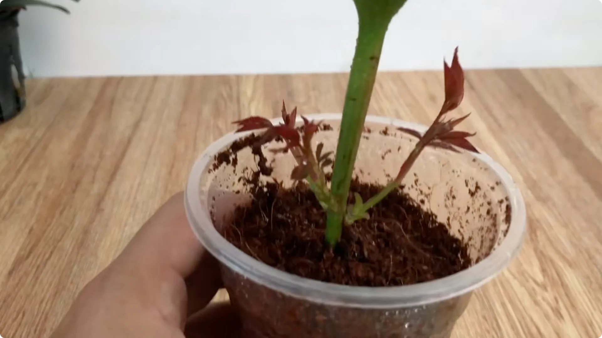 How This Coffee Mug Helps Roses Root 800x Faster screenshot 7