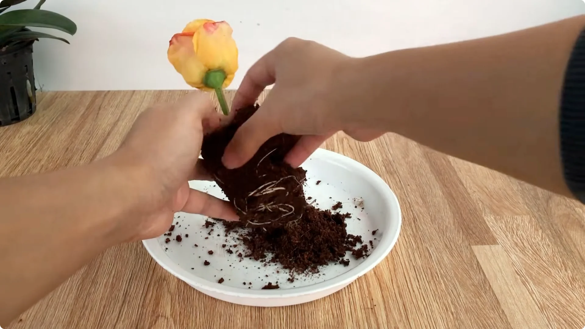 How This Coffee Mug Helps Roses Root 800x Faster screenshot 8