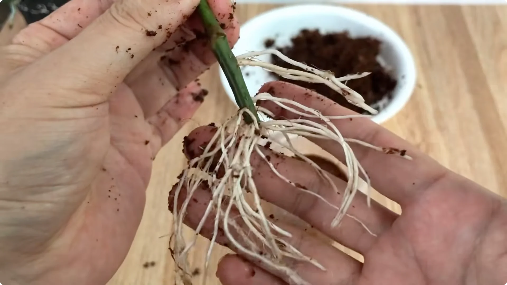 How This Coffee Mug Helps Roses Root 800x Faster screenshot 9