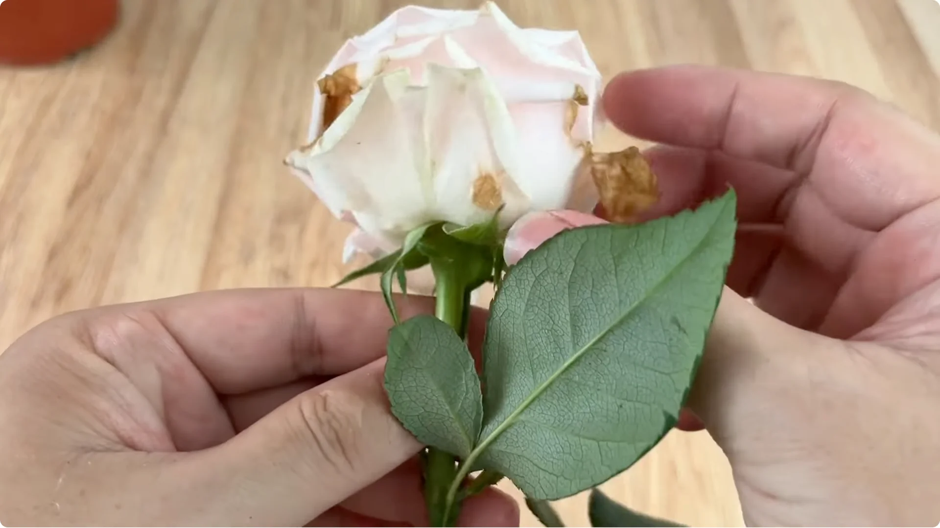 How This Simple Trick Helps Rose Stems Root and Bloom More screenshot 1