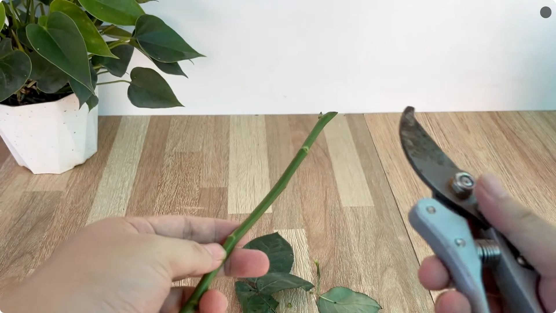How This Simple Trick Helps Rose Stems Root and Bloom More screenshot 1