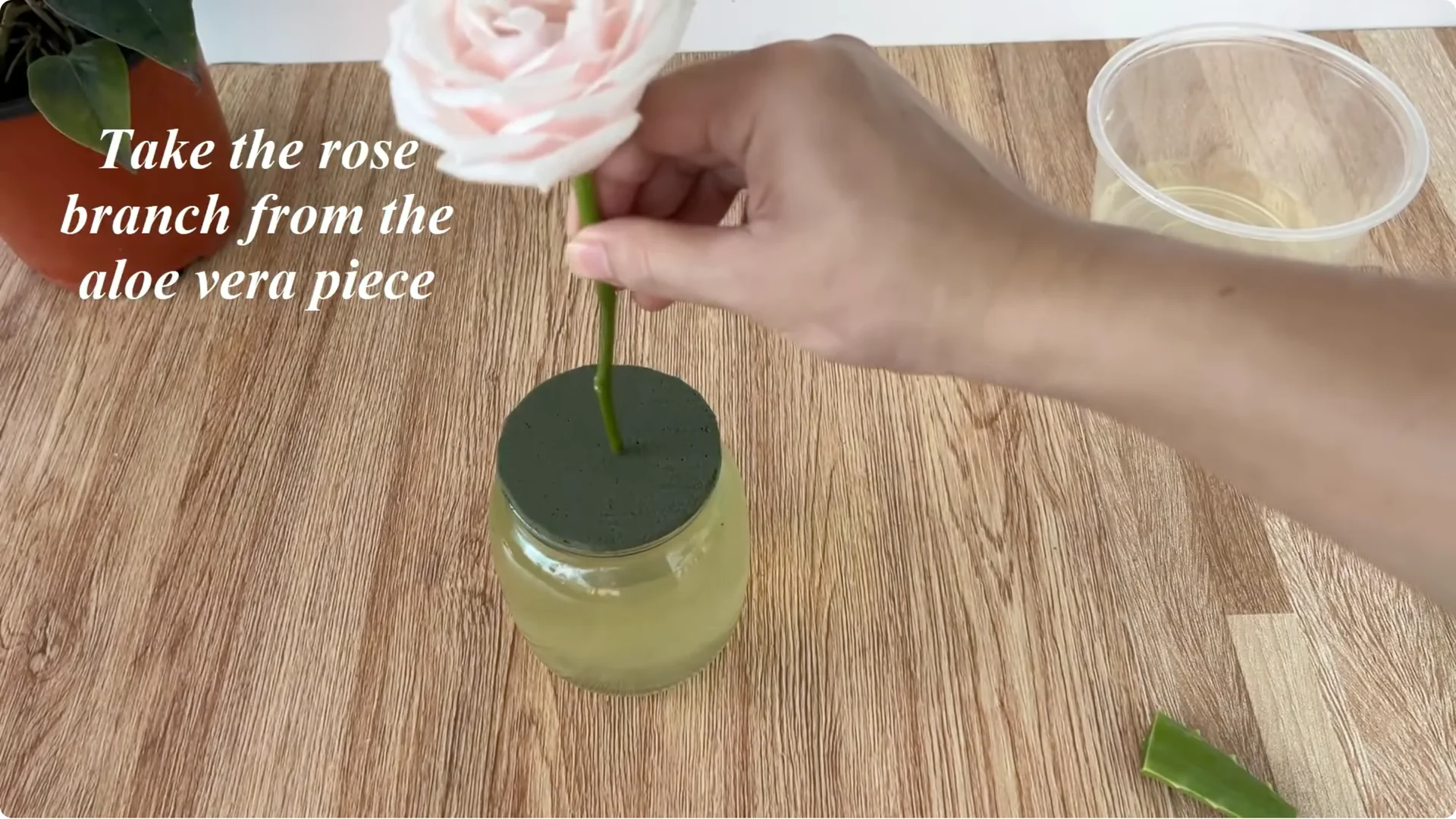 How This Simple Trick Helps Rose Stems Root and Bloom More screenshot 10