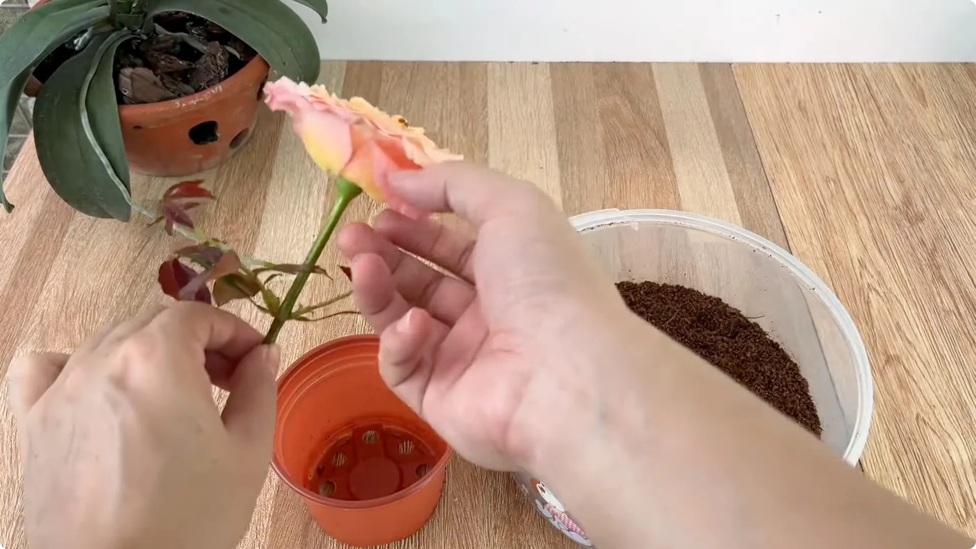 How This Simple Trick Helps Rose Stems Root and Bloom More screenshot 10
