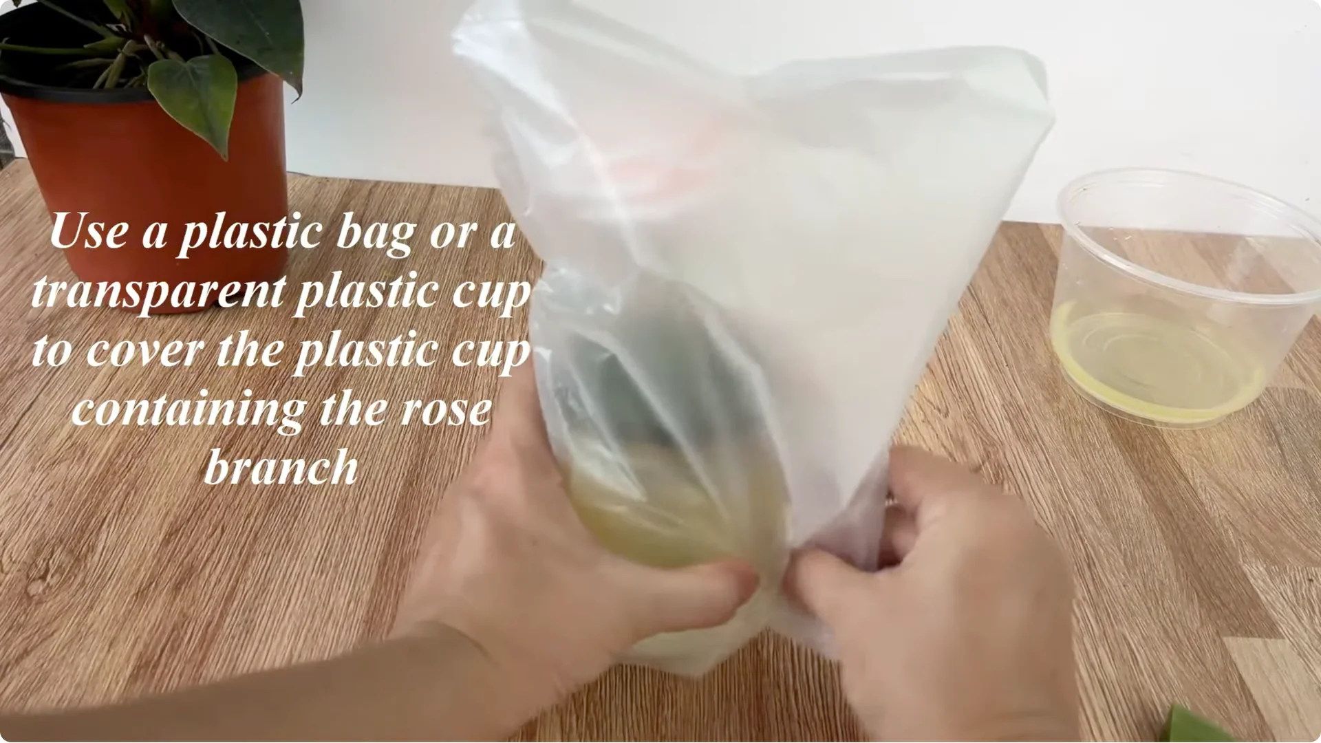 How This Simple Trick Helps Rose Stems Root and Bloom More screenshot 11