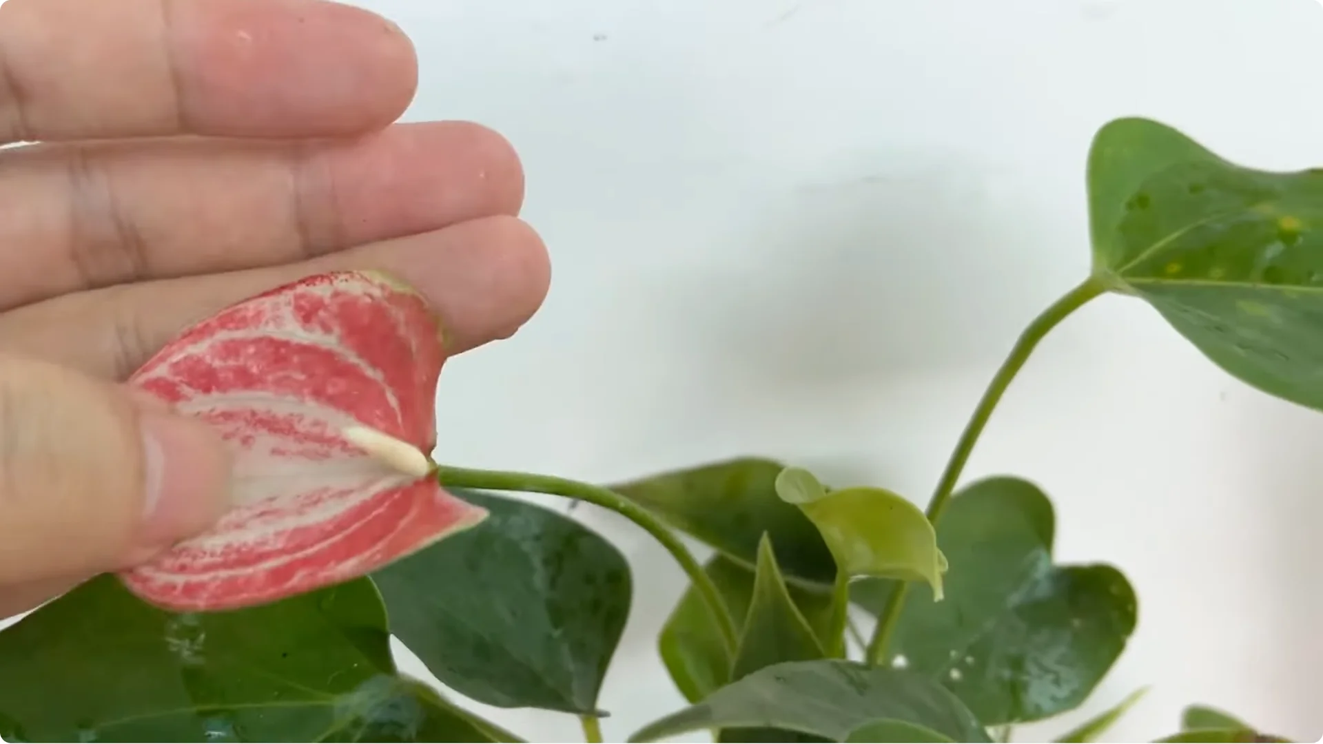 How This Simple Trick Helps Rose Stems Root and Bloom More screenshot 13