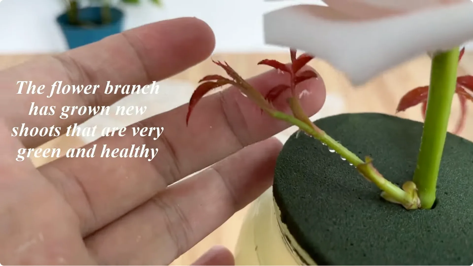 How This Simple Trick Helps Rose Stems Root and Bloom More screenshot 15