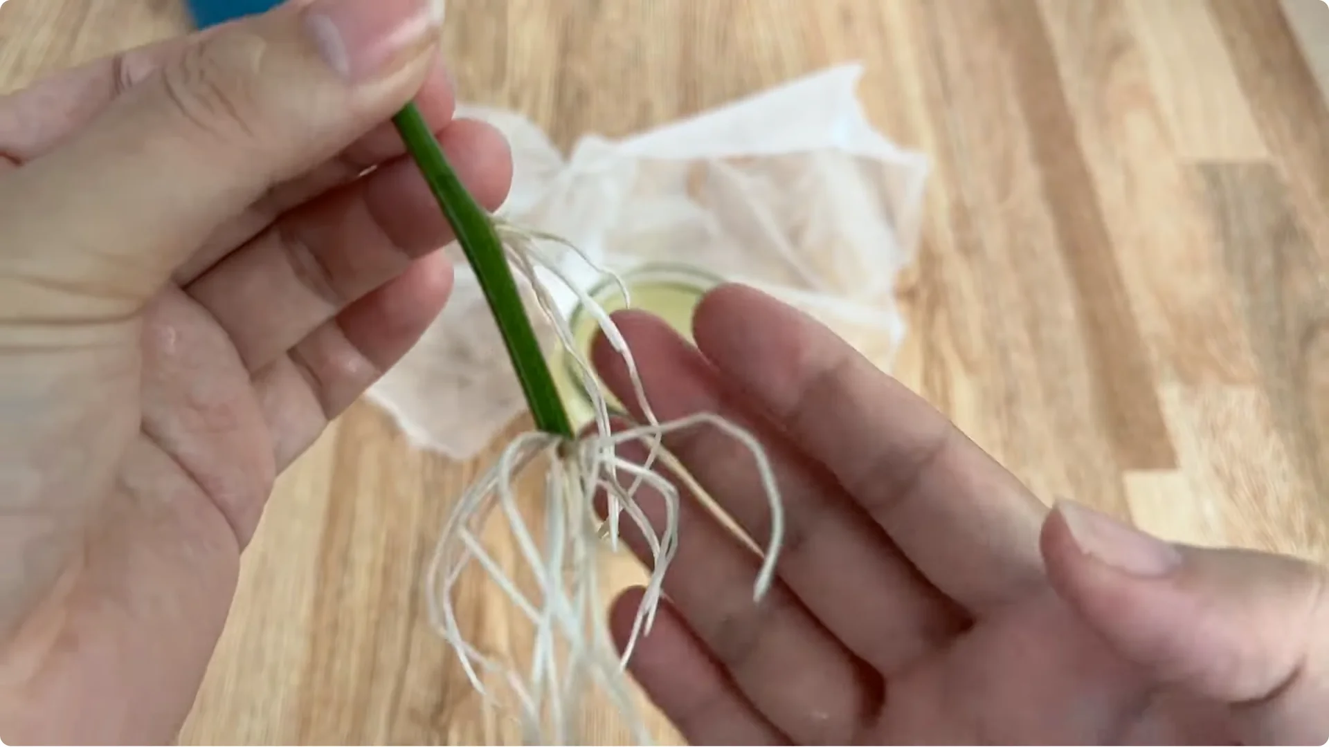 How This Simple Trick Helps Rose Stems Root and Bloom More screenshot 16