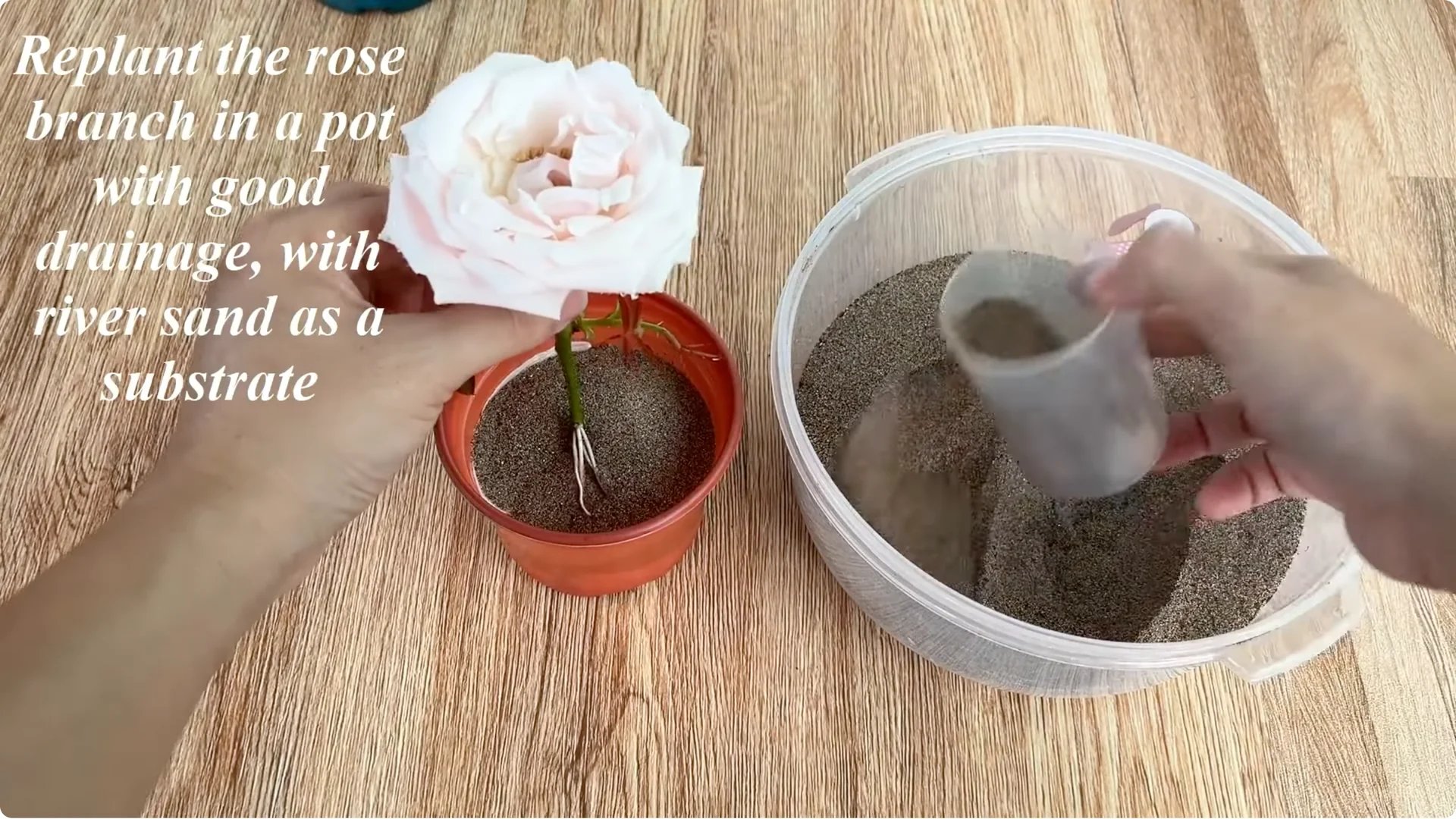 How This Simple Trick Helps Rose Stems Root and Bloom More screenshot 17