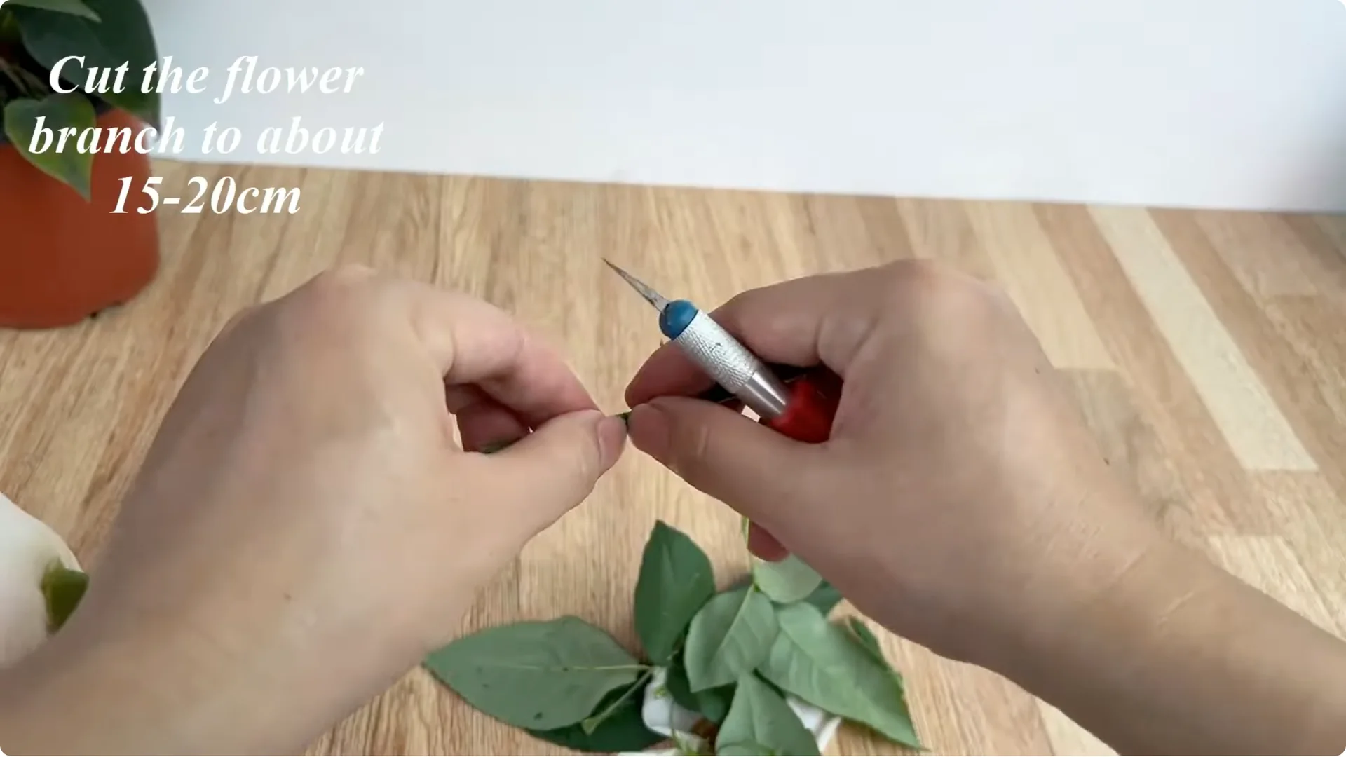 How This Simple Trick Helps Rose Stems Root and Bloom More screenshot 2