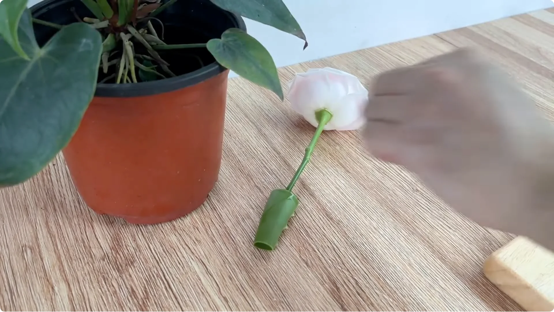 How This Simple Trick Helps Rose Stems Root and Bloom More screenshot 4