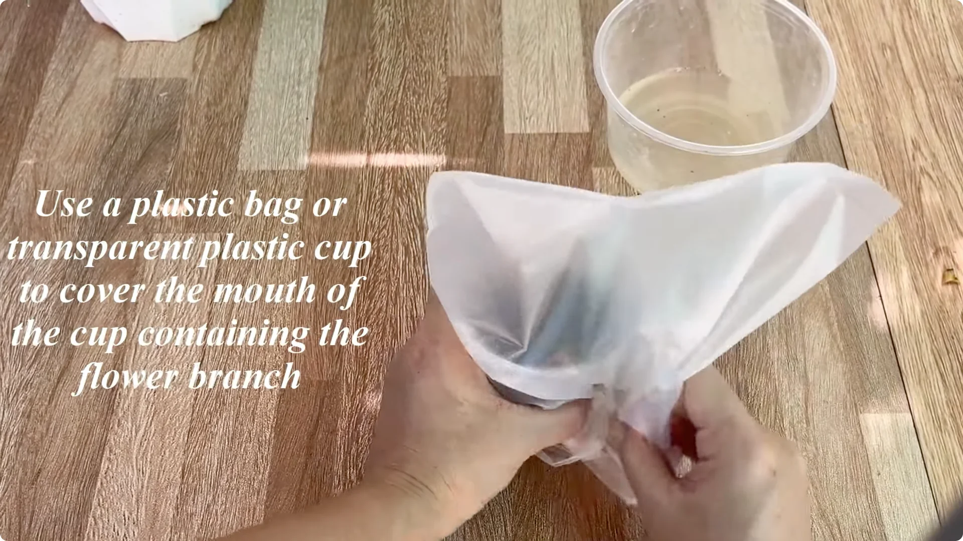 How This Simple Trick Helps Rose Stems Root and Bloom More screenshot 4