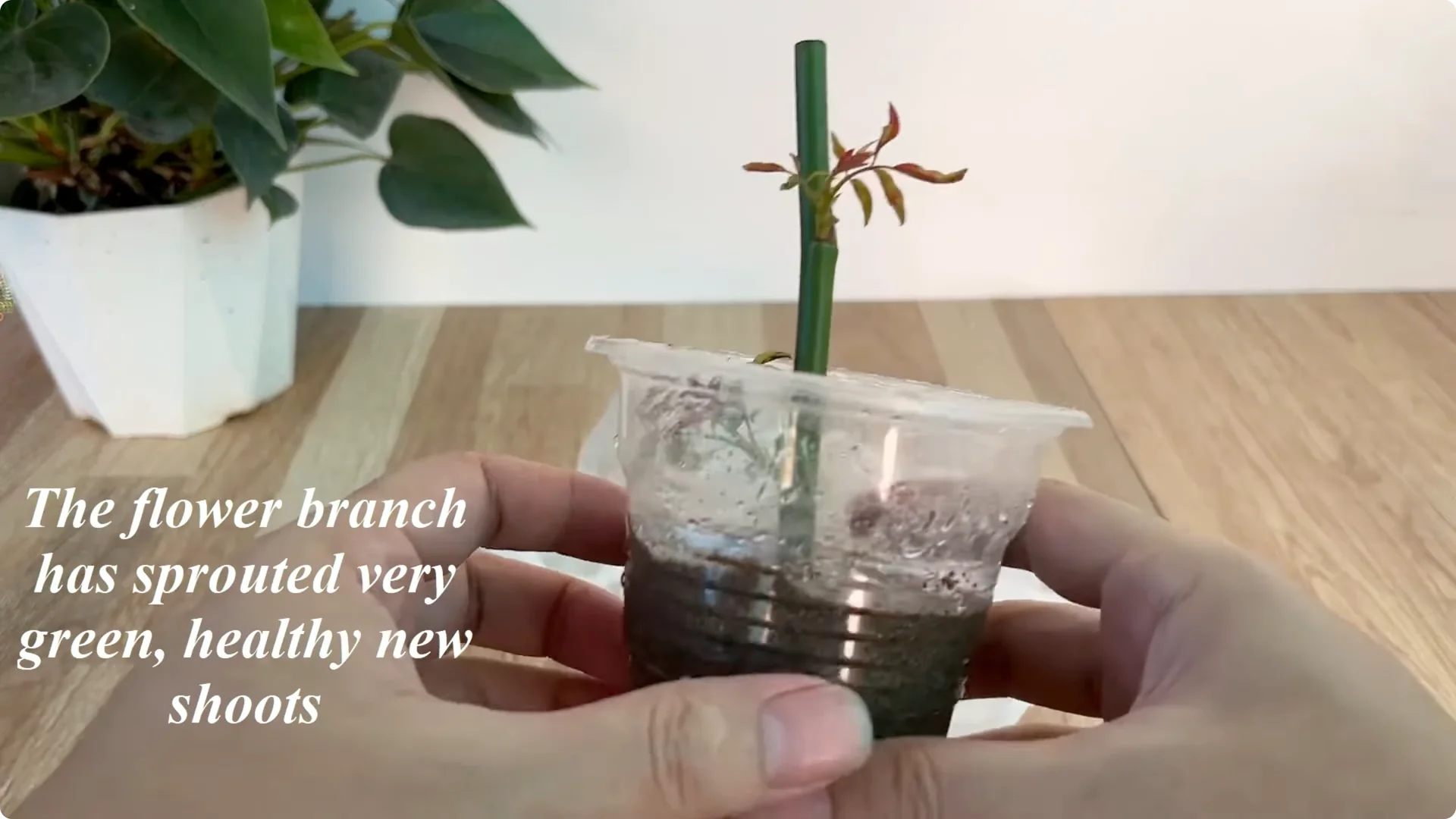 How This Simple Trick Helps Rose Stems Root and Bloom More screenshot 5