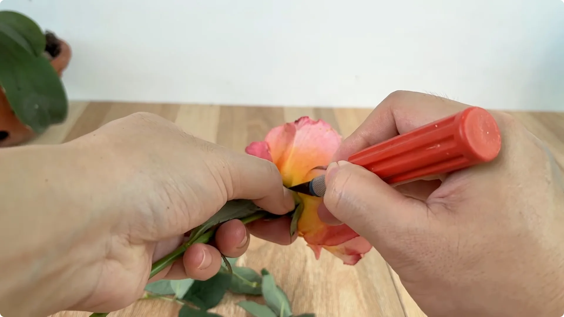 How This Simple Trick Helps Rose Stems Root and Bloom More screenshot 6