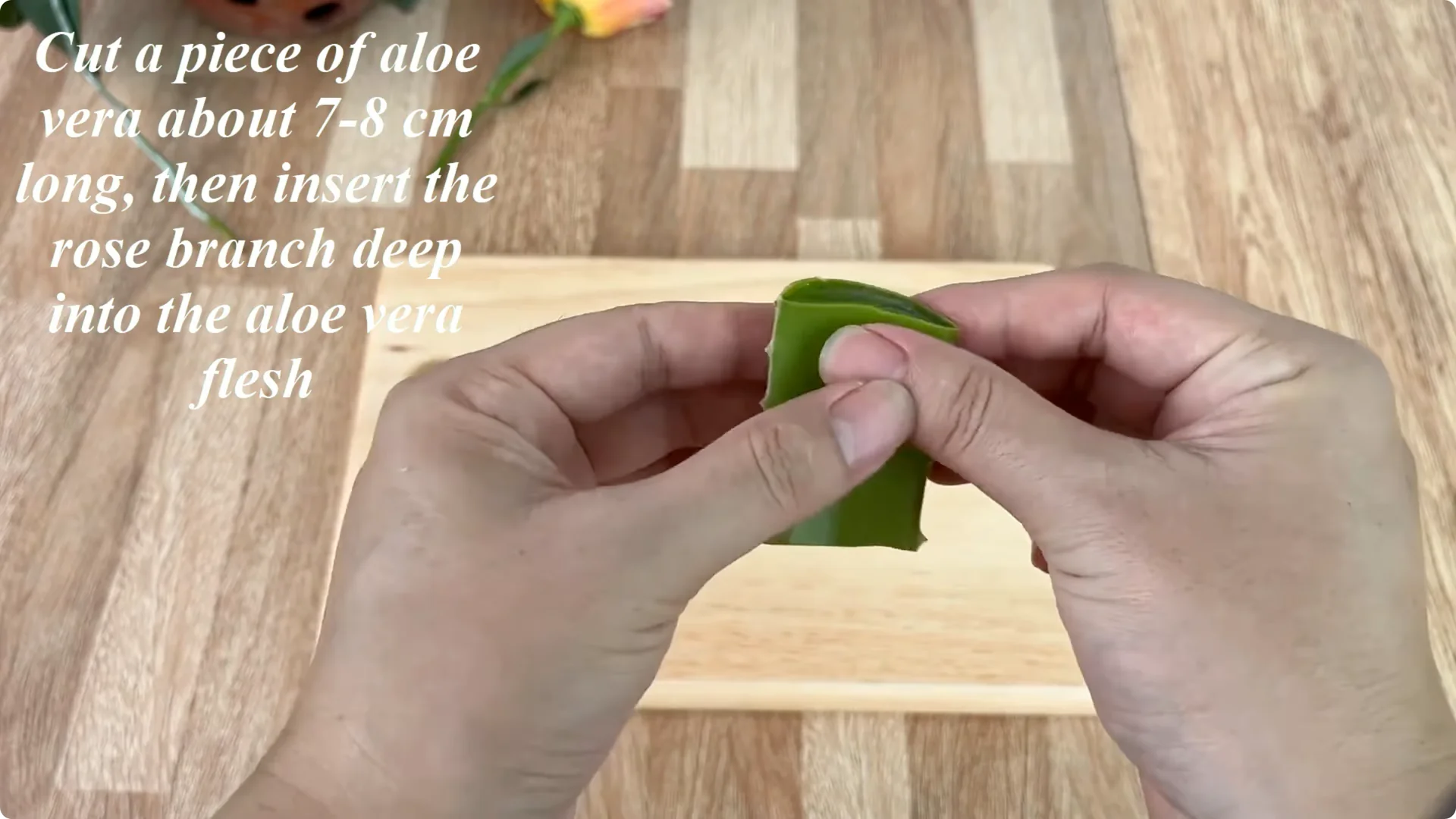 How This Simple Trick Helps Rose Stems Root and Bloom More screenshot 7