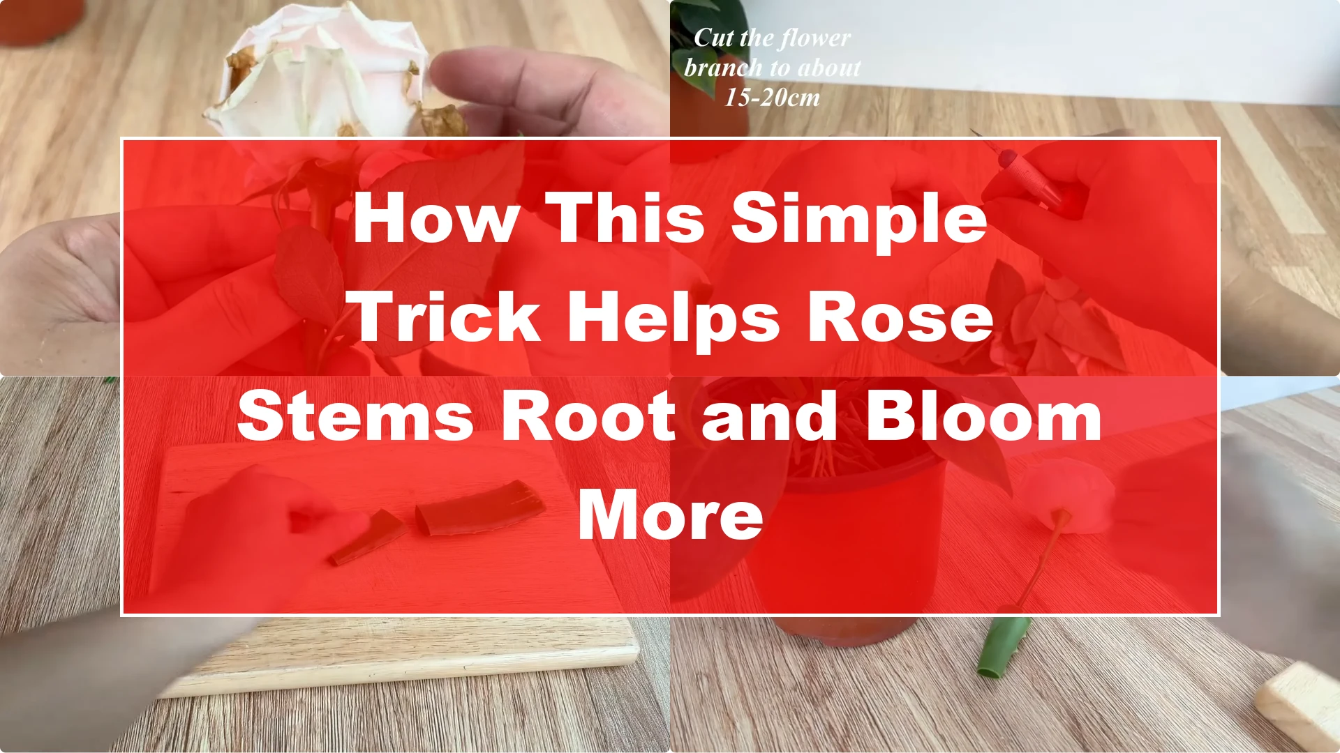 How This Simple Trick Helps Rose Stems Root and Bloom More - Featured Image