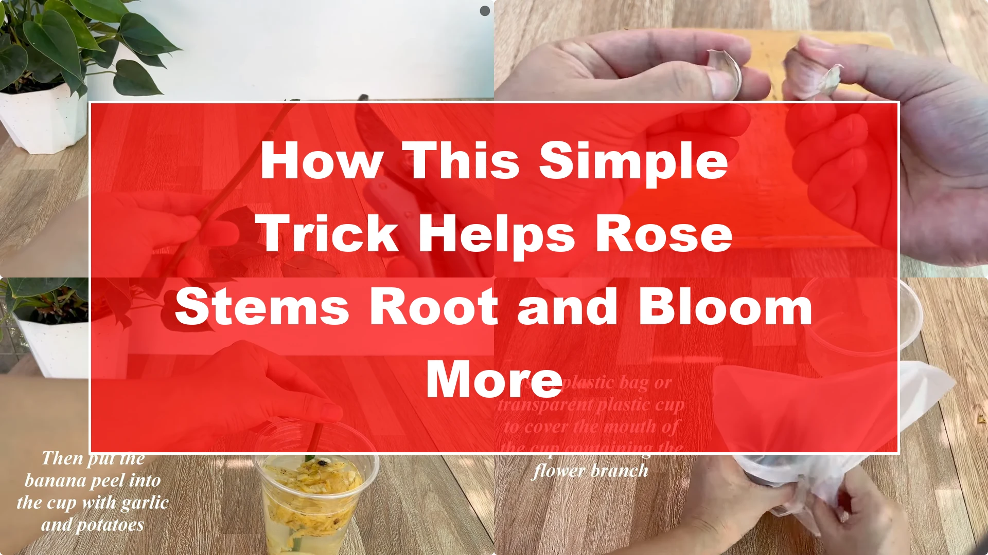 How This Simple Trick Helps Rose Stems Root and Bloom More - Featured Image