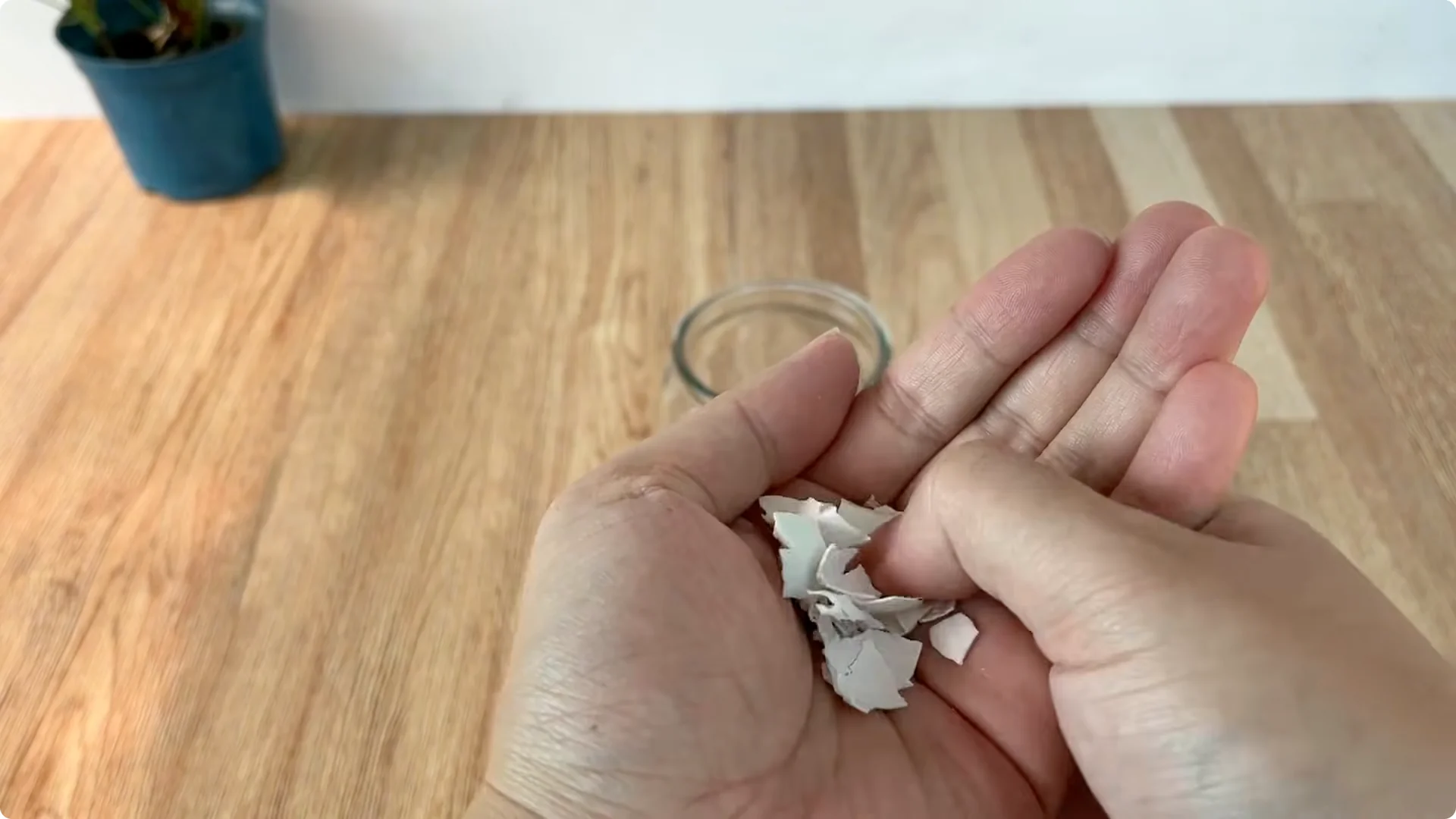 How This Simple Trick Helps Roses Root and Bloom Fast screenshot 1