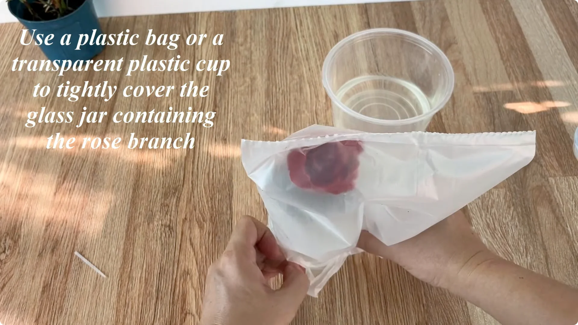 How This Simple Trick Helps Roses Root and Bloom Fast screenshot 13