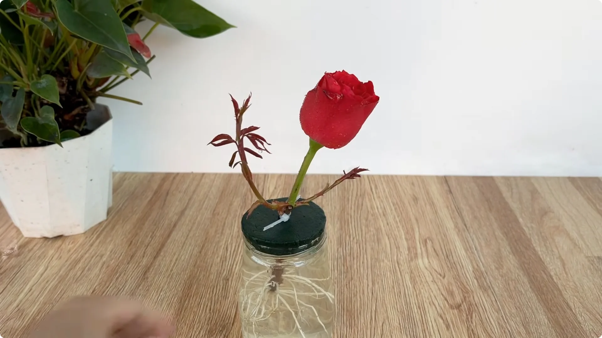 How This Simple Trick Helps Roses Root and Bloom Fast screenshot 15