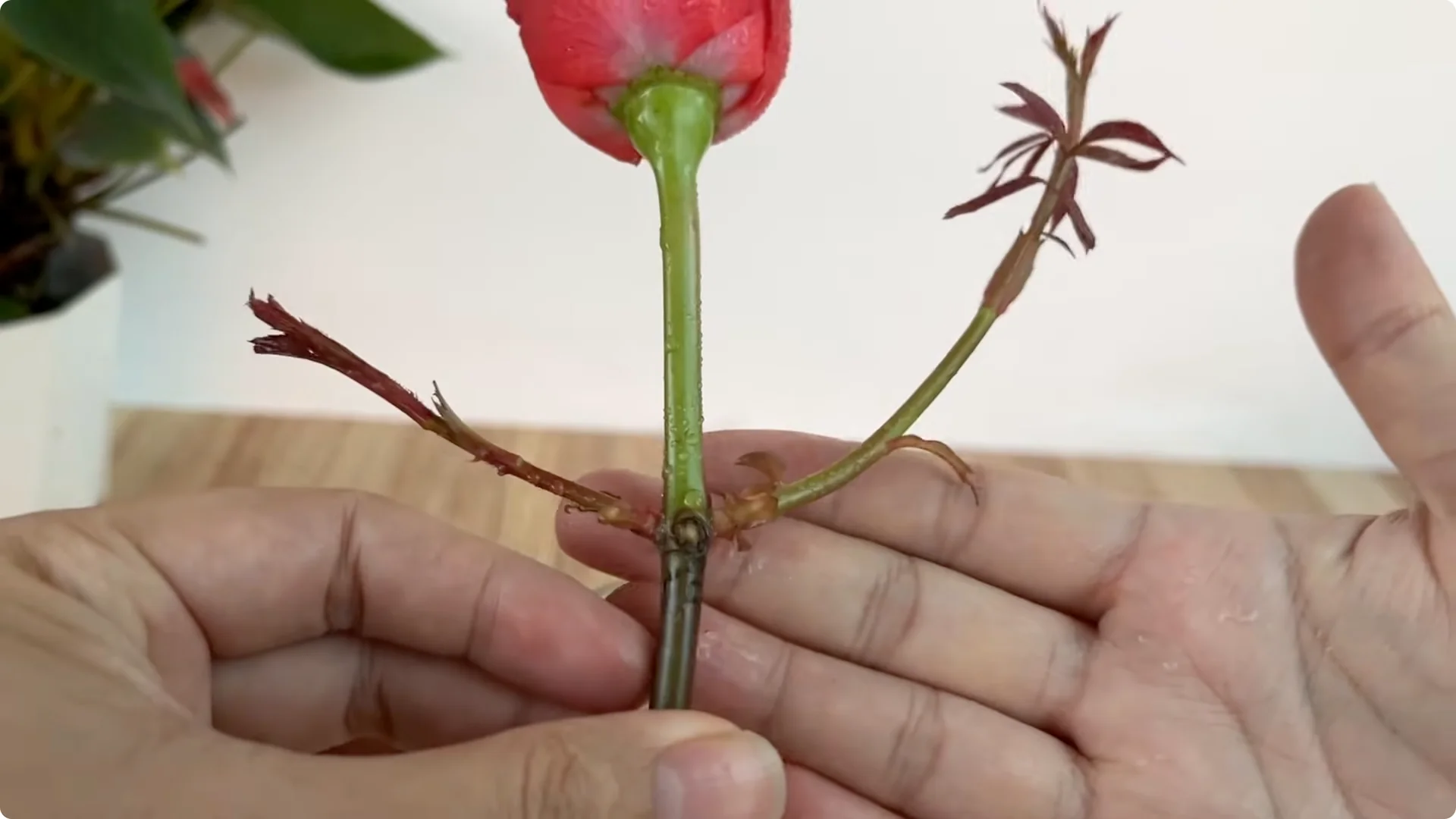 How This Simple Trick Helps Roses Root and Bloom Fast screenshot 17
