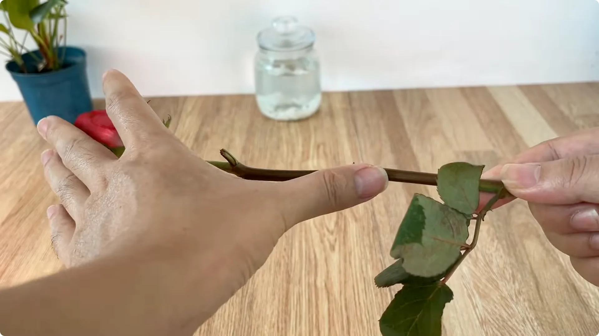 How This Simple Trick Helps Roses Root and Bloom Fast screenshot 3
