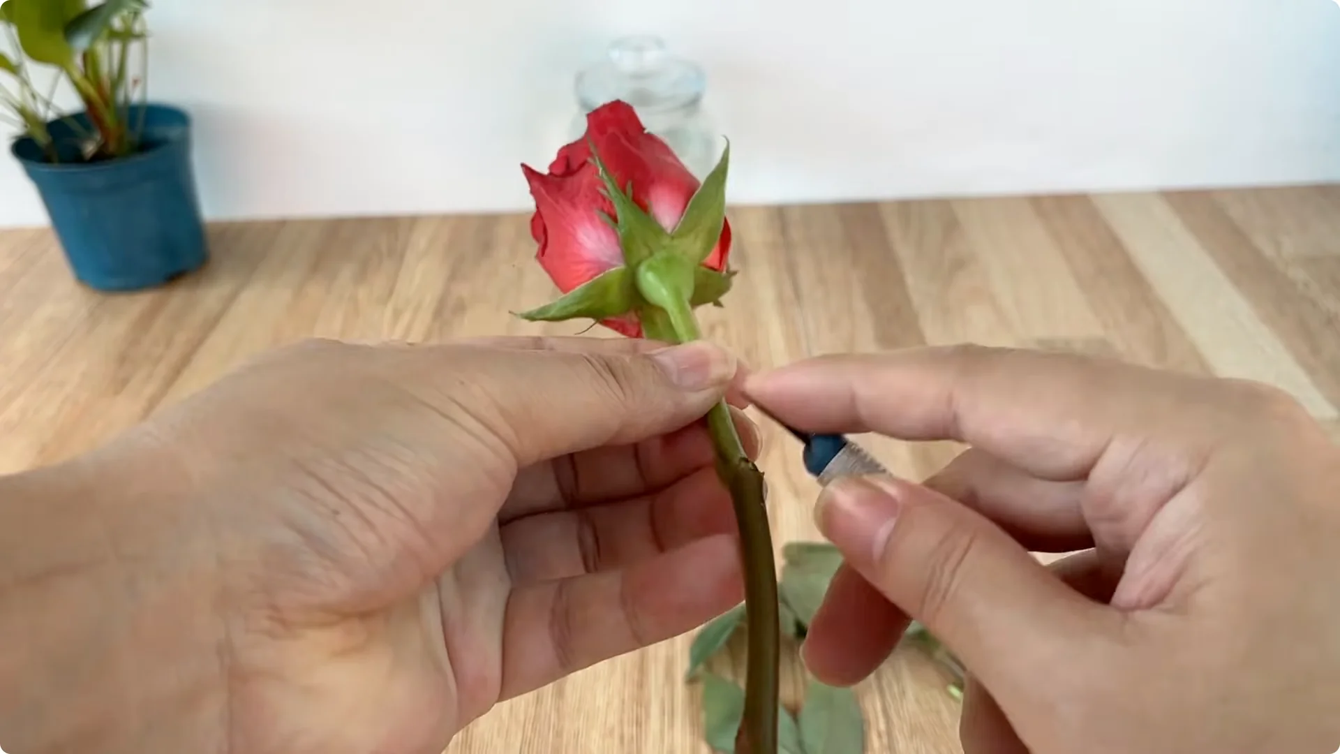 How This Simple Trick Helps Roses Root and Bloom Fast screenshot 4