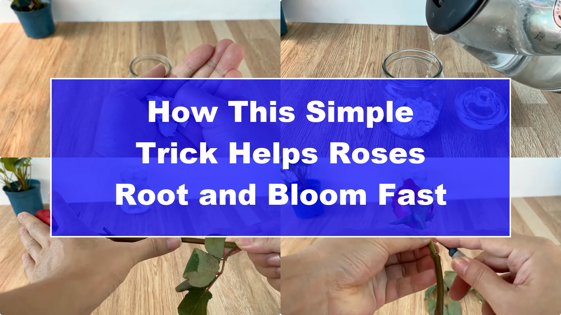 How This Simple Trick Helps Roses Root and Bloom Fast - Featured Image