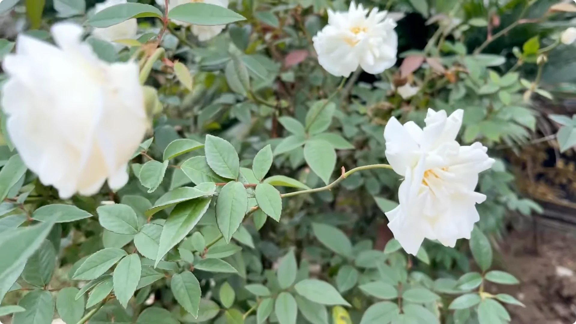 How to Propagate Roses with Coca: A Simple, Effective Method screenshot 1