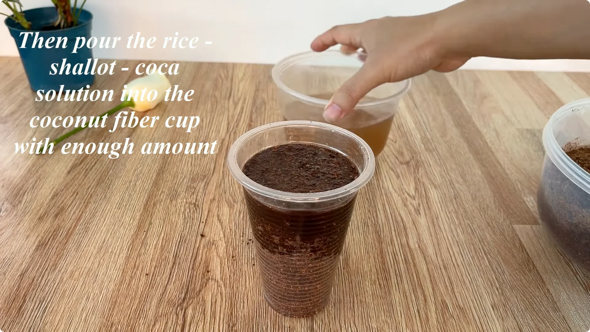 How to Propagate Roses with Coca: A Simple, Effective Method screenshot 10