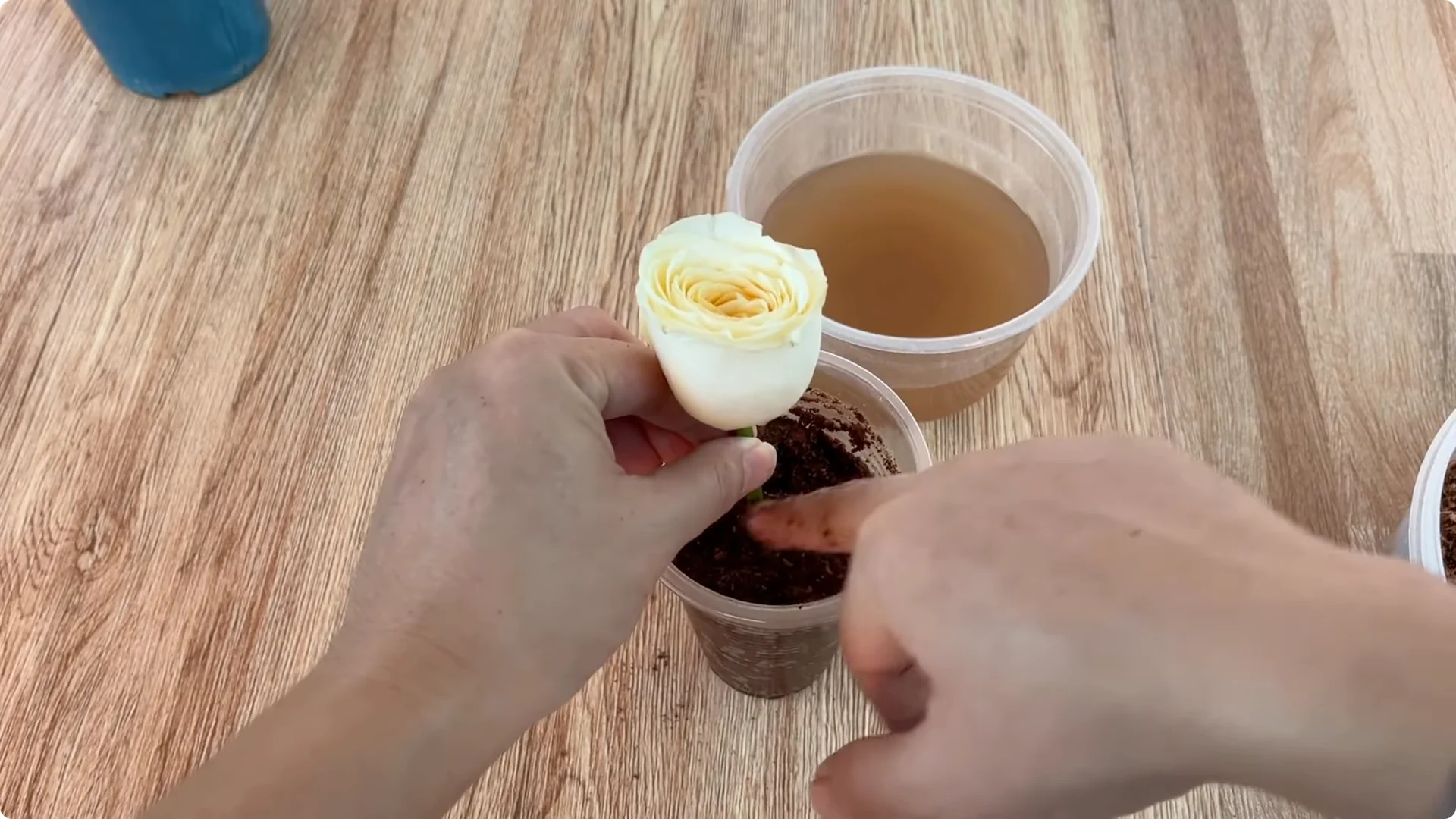 How to Propagate Roses with Coca: A Simple, Effective Method screenshot 11