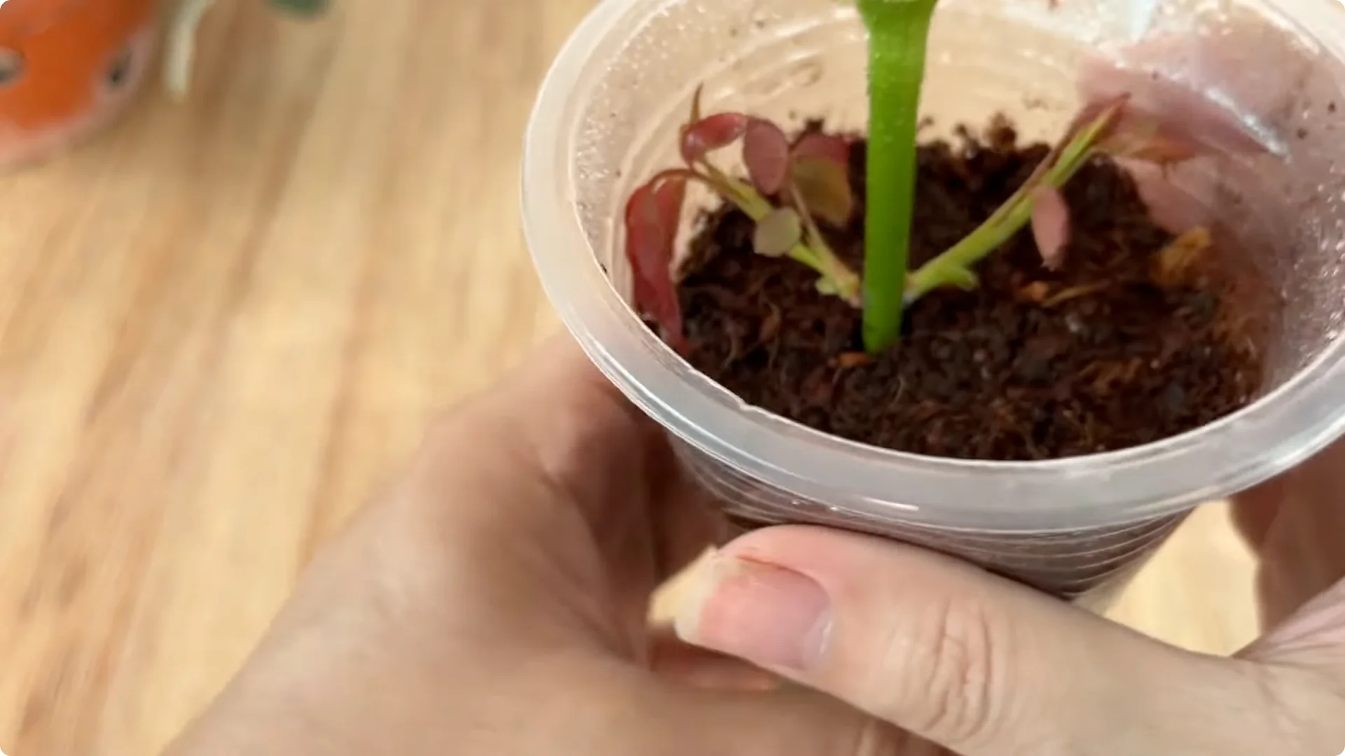 How to Propagate Roses with Coca: A Simple, Effective Method screenshot 14