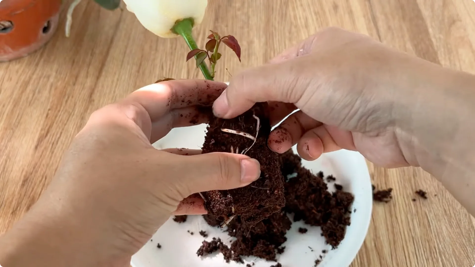 How to Propagate Roses with Coca: A Simple, Effective Method screenshot 15
