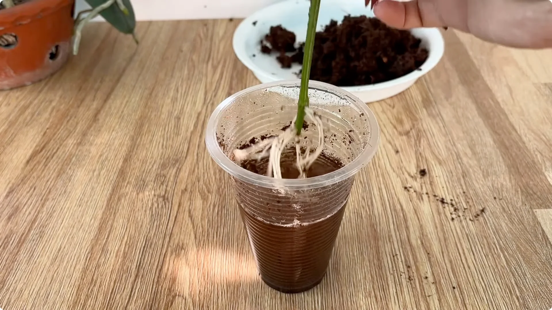 How to Propagate Roses with Coca: A Simple, Effective Method screenshot 16