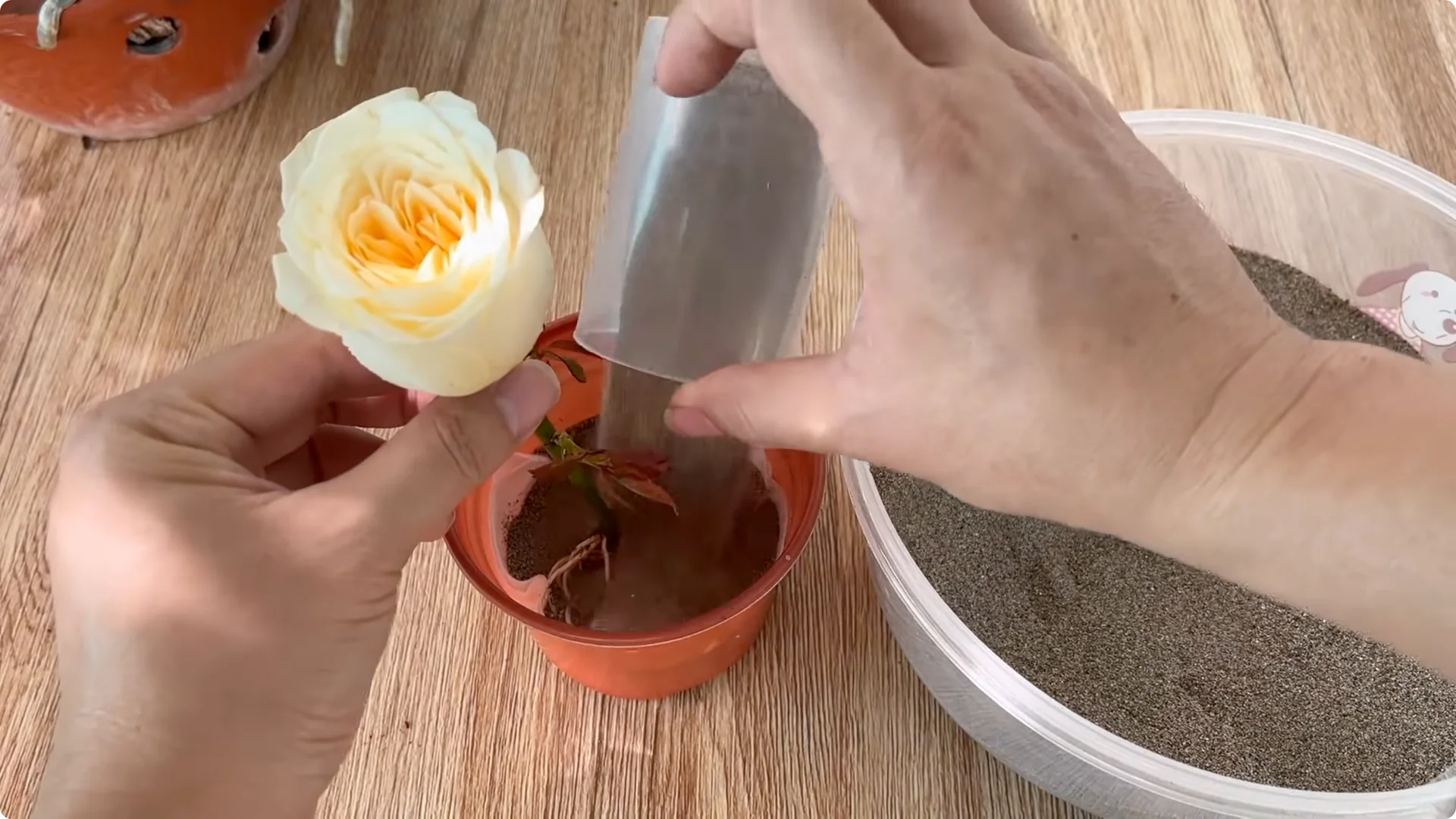 How to Propagate Roses with Coca: A Simple, Effective Method screenshot 17