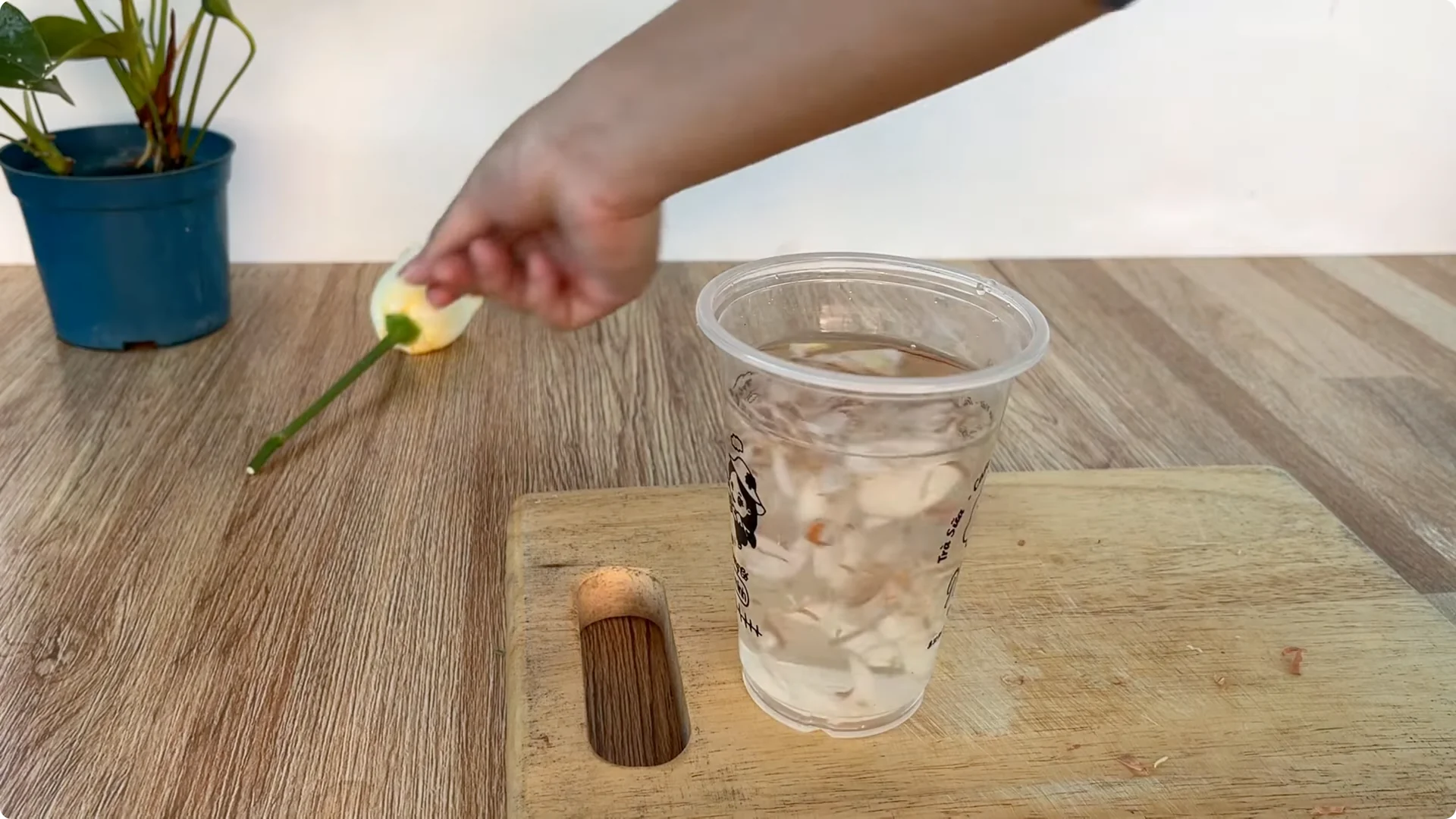 How to Propagate Roses with Coca: A Simple, Effective Method screenshot 4