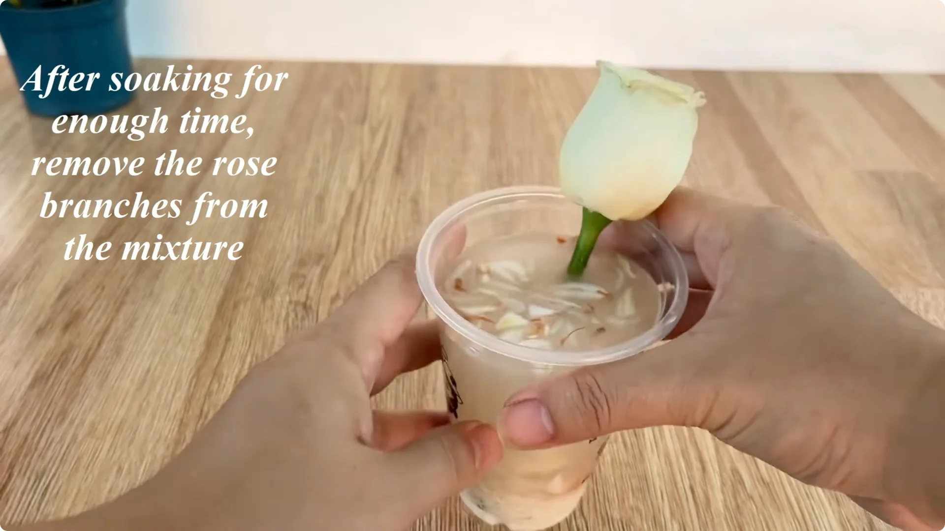 How to Propagate Roses with Coca: A Simple, Effective Method screenshot 6