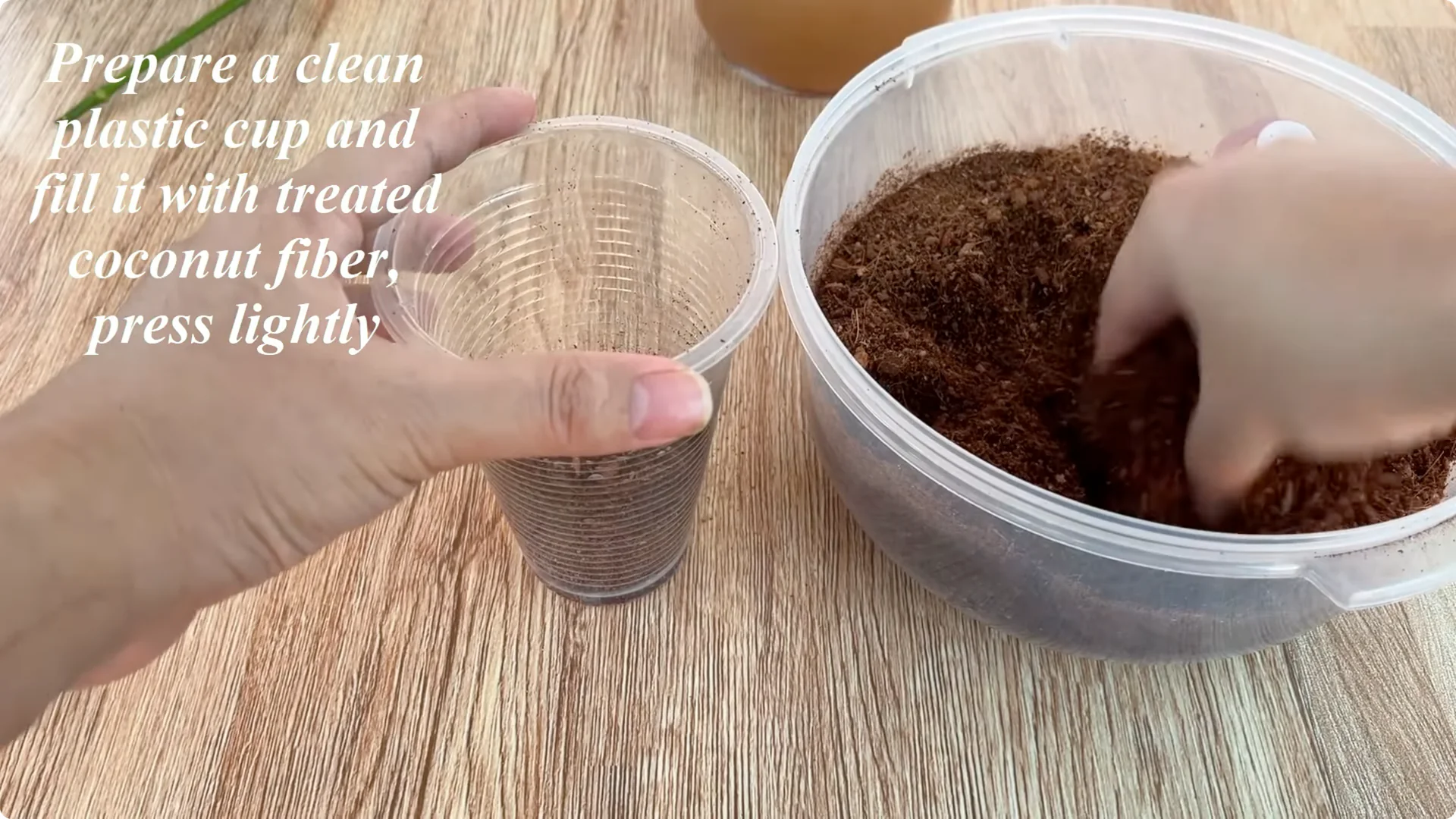 How to Propagate Roses with Coca: A Simple, Effective Method screenshot 9