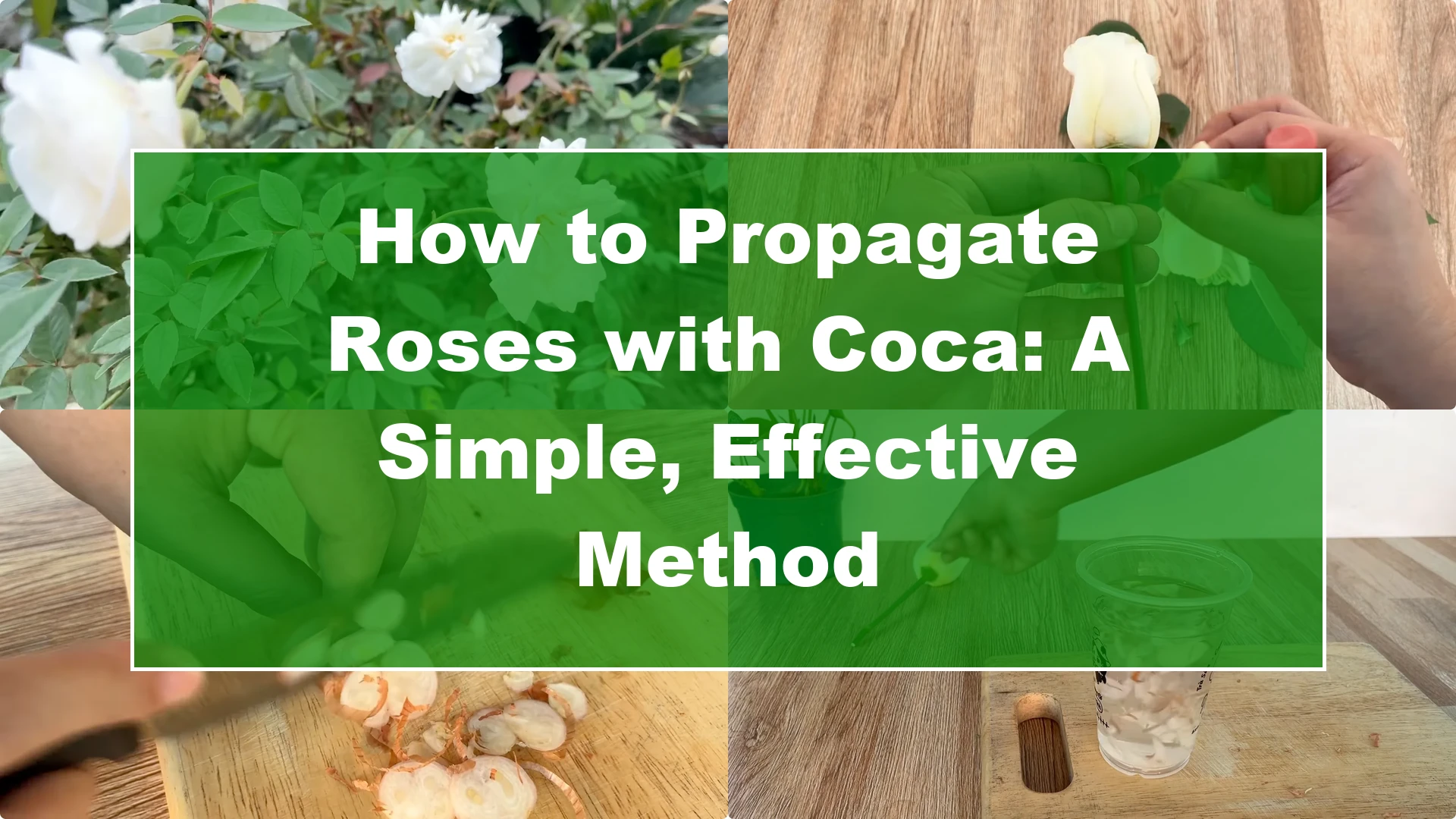How to Propagate Roses with Coca: A Simple, Effective Method - Featured Image