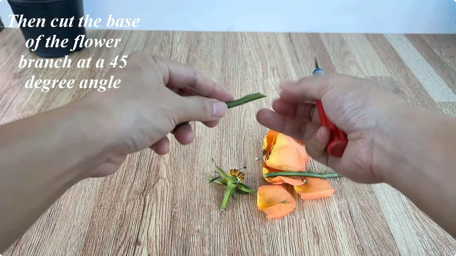 The Rose Branch Trick That Boosts Blooming 900 Times More screenshot 1