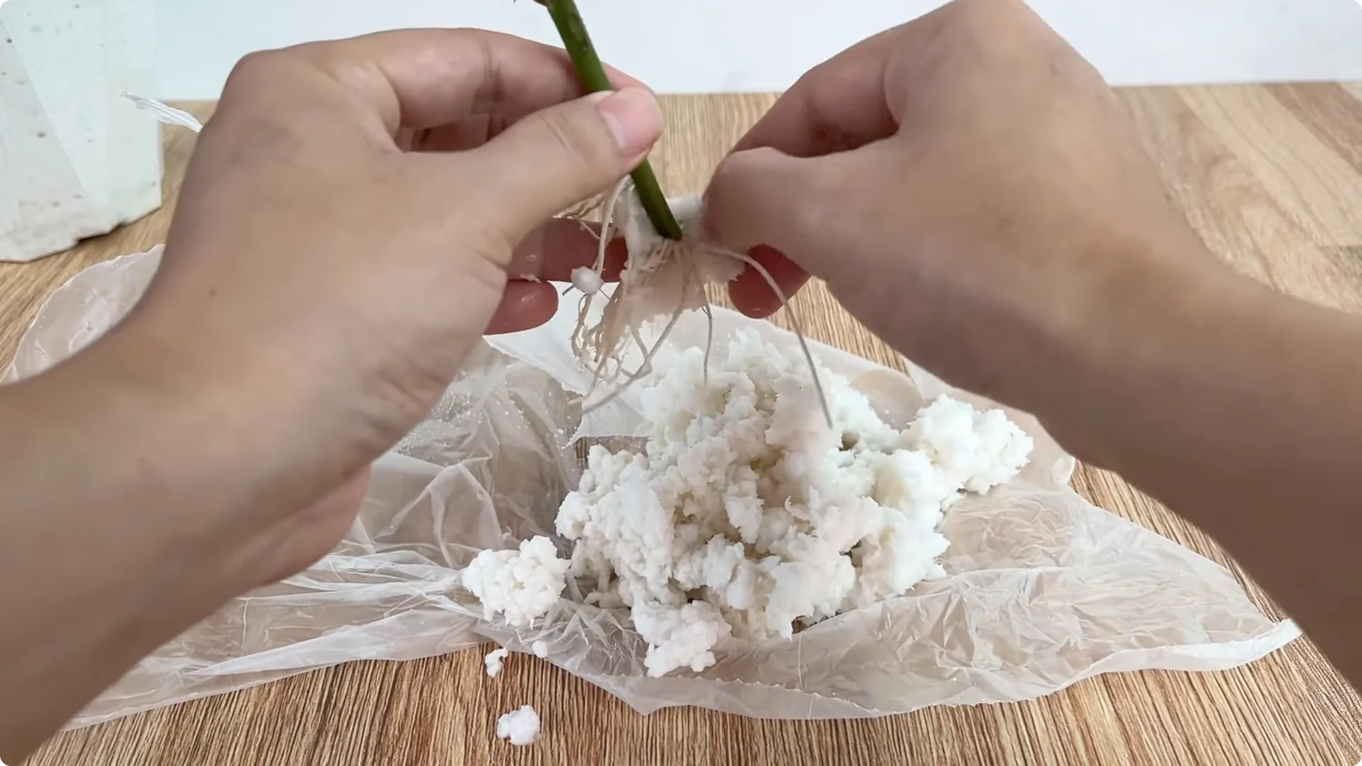 The Rose Branch Trick That Boosts Blooming 900 Times More screenshot 10